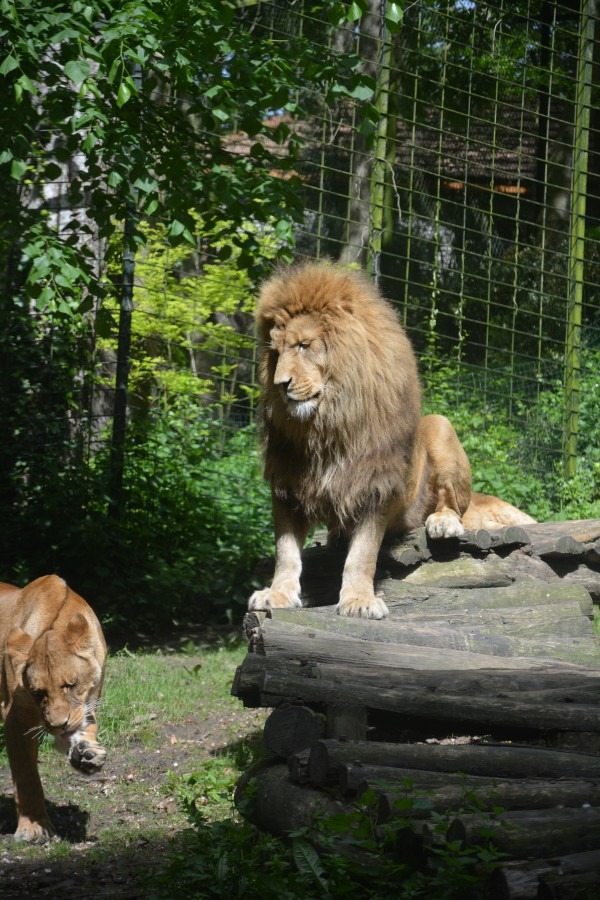 zoo de beauval - nature-voyage et enfant-blog de voyage