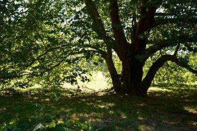 domaine-chamarande