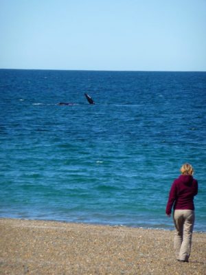 observation des baleines en argentine