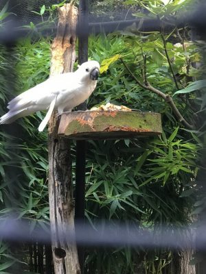 zoo de lille