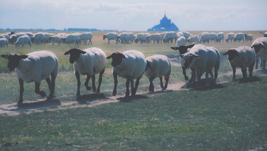 que visiter au mont saint michel et sa baie 1et ses moutons présalés