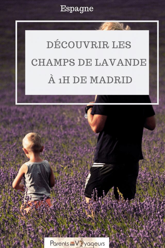 DÉCOUVRIR LES CHAMPS DE LAVANDE À 1H DE MADRID