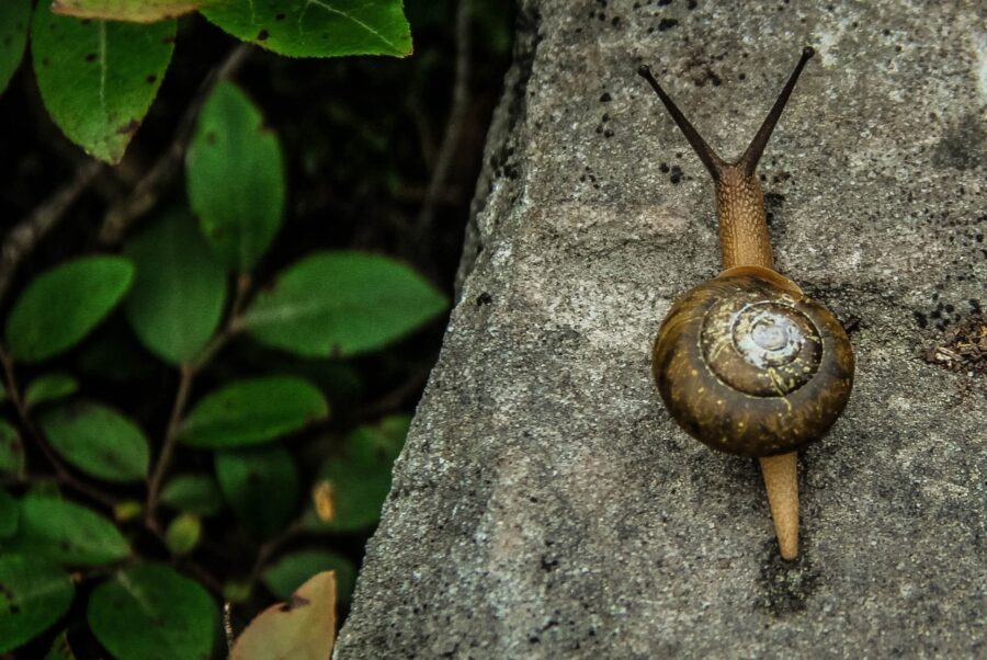 ralentir vivre au rythme d'un escargot, s'initier au Slow-life