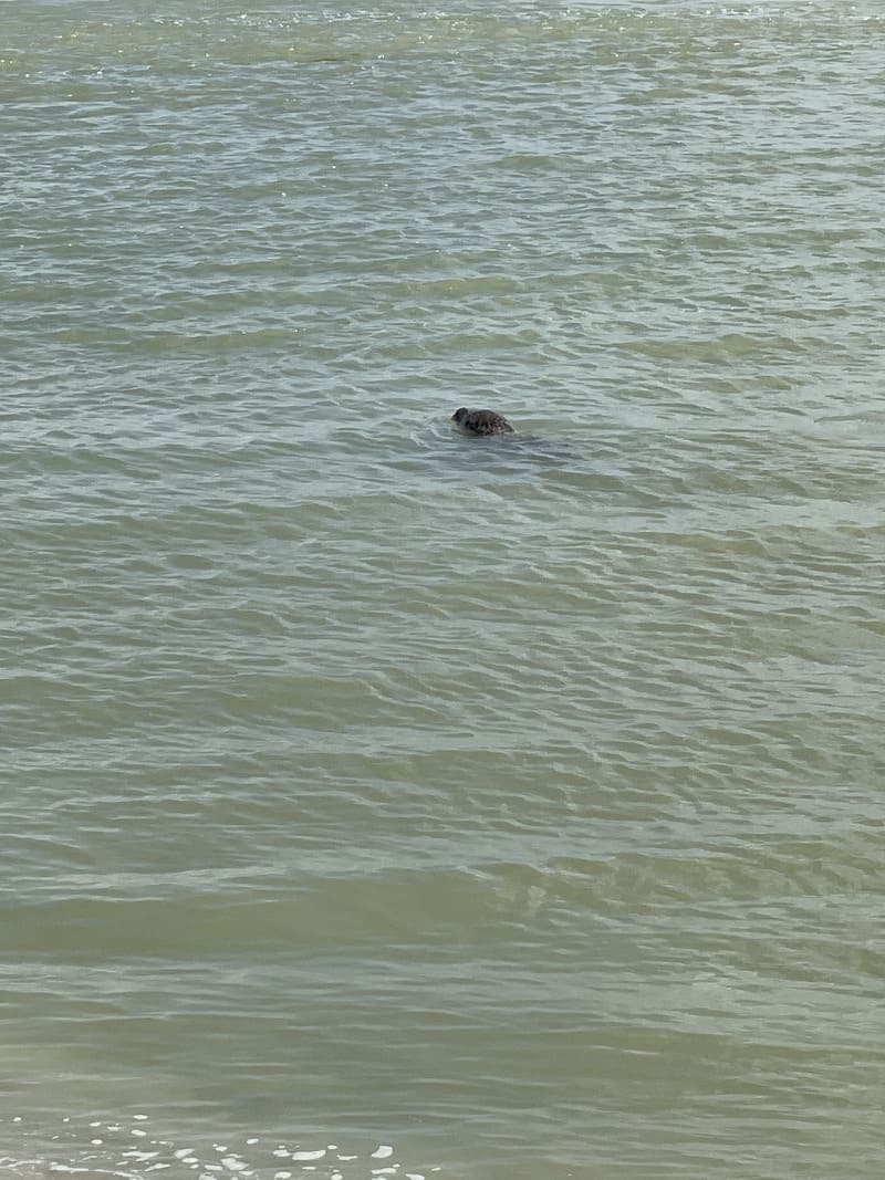 visiter la baie de somme en famille activites15