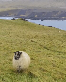 islande avec bébé