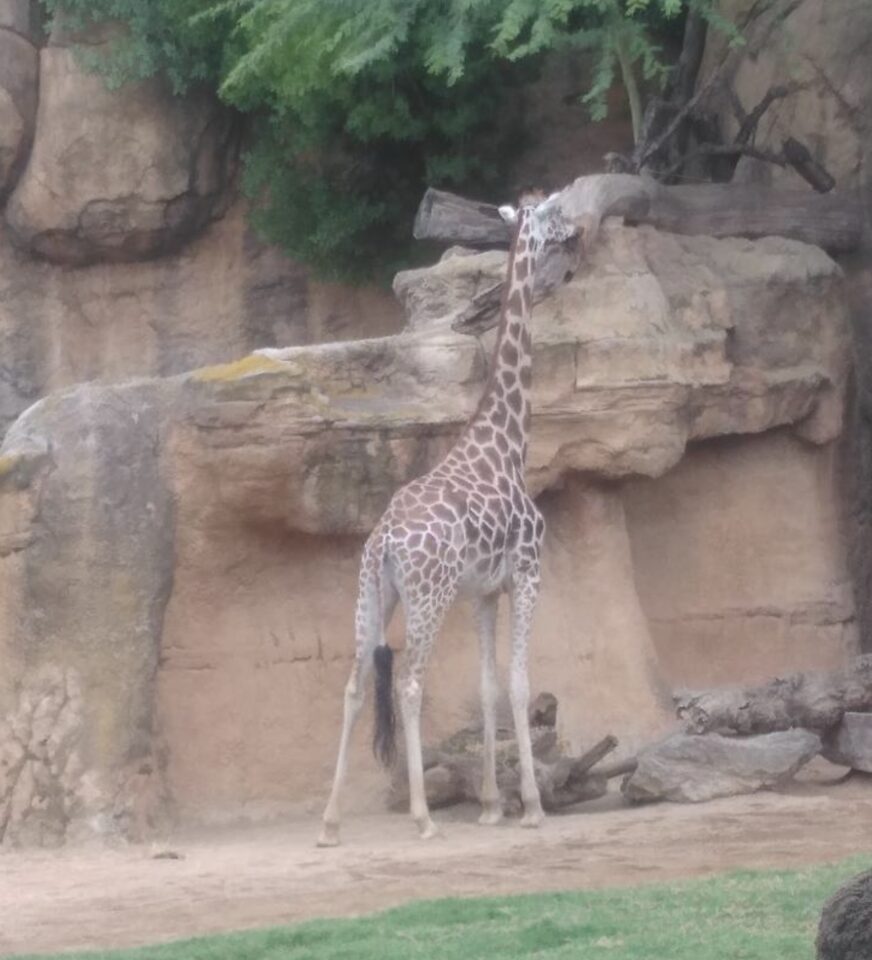 bioparc valencia