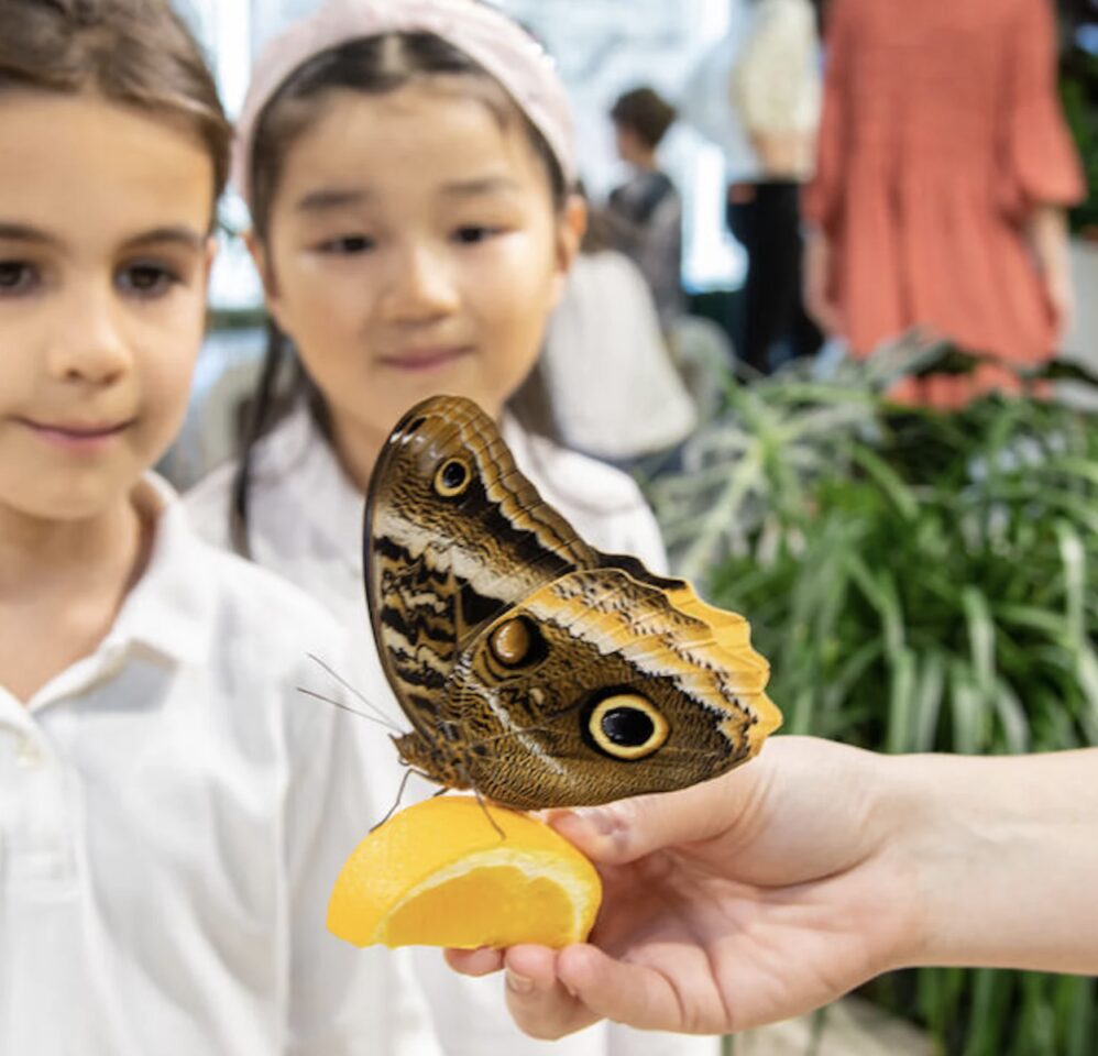 new york avec les enfants musee histoire naturelle