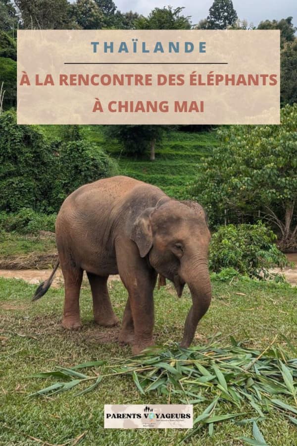éléphants à chiang mai