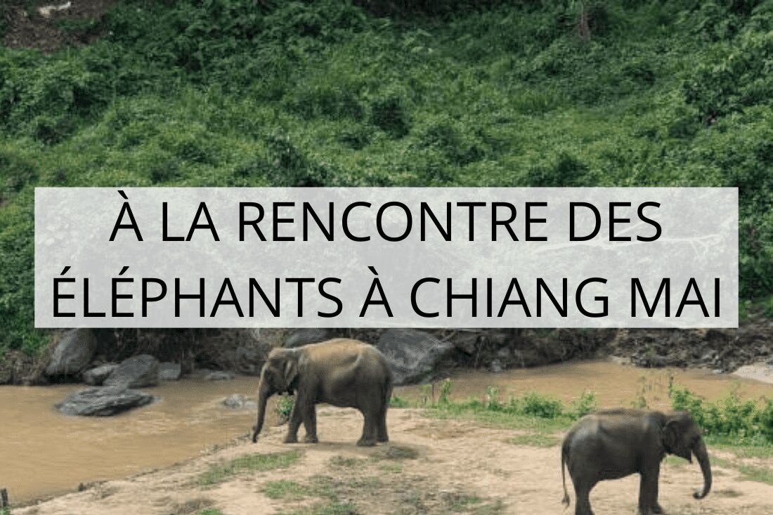 éléphants à chiang mai thaïlande en famille