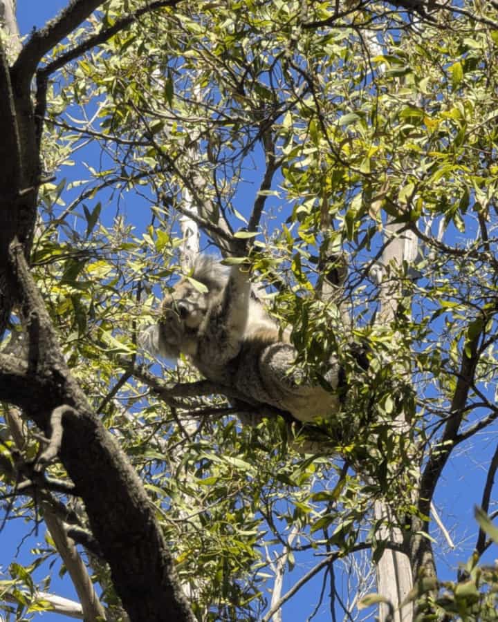 combien de jours sur la great ocean road