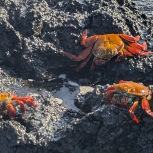 3 jours a santa cruz aux galapagos itinéraire aux galapagos