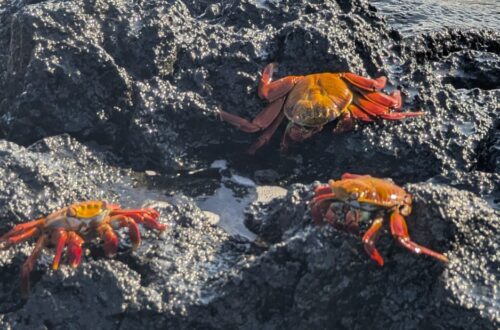 3 jours a santa cruz aux galapagos itinéraire aux galapagos