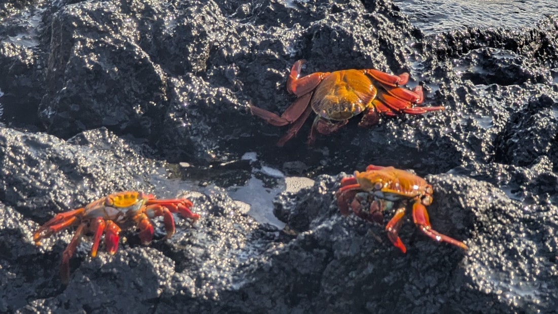 3 jours a santa cruz aux galapagos itinéraire aux galapagos