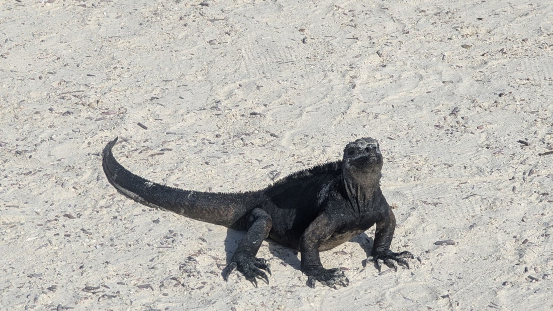 3 jours a santa cruz aux galapagos
itinéraire aux galapagos