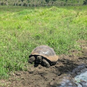3 jours a santa cruz aux galapagos