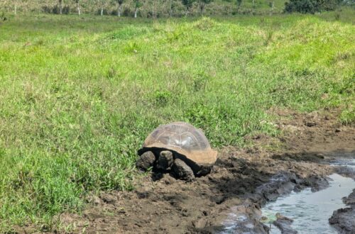 3 jours a santa cruz aux galapagos