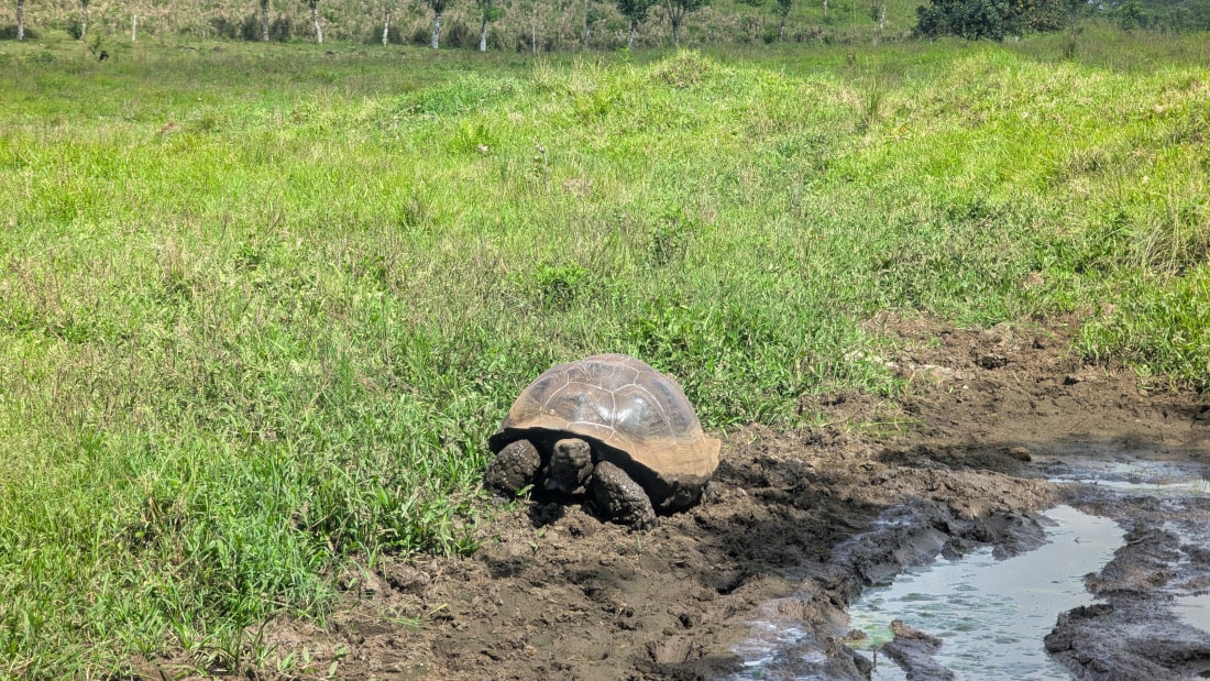 3 jours a santa cruz aux galapagos