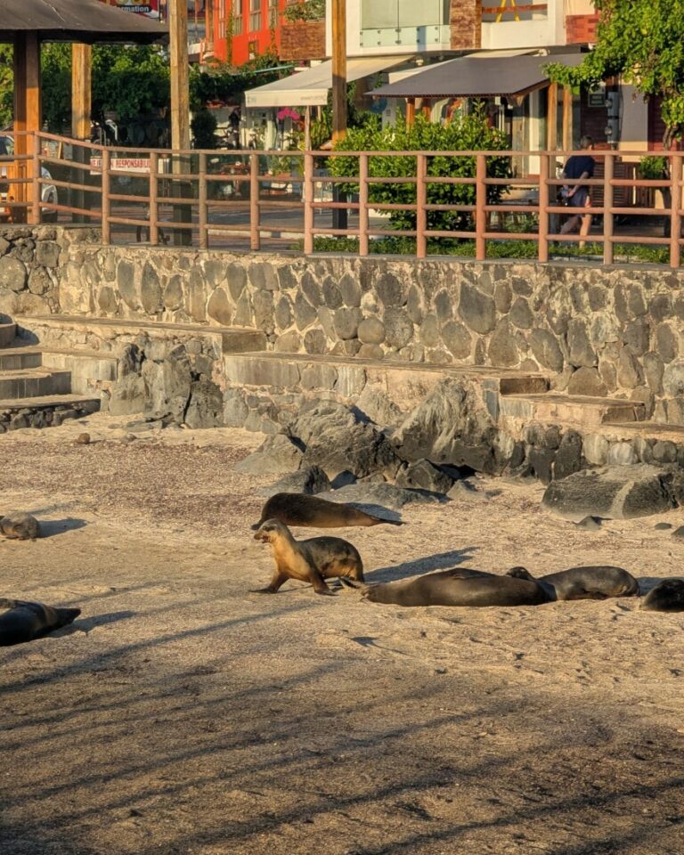 combien coûte un voyage aux galapagos ?