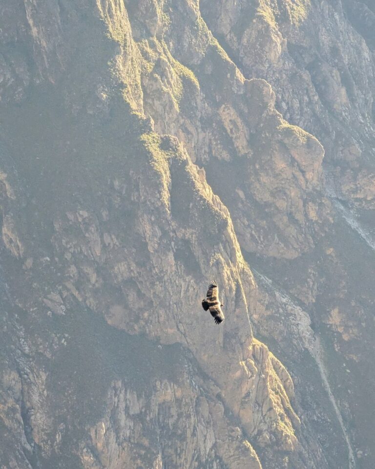canyon de colca en famille