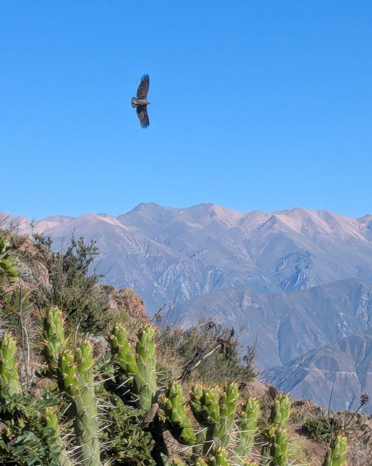 canyon de colca en famille