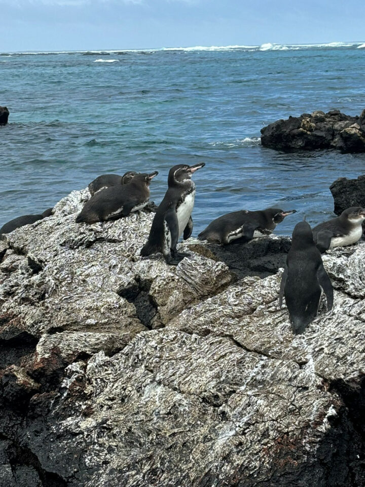 visiter Isabela en famille galapagos