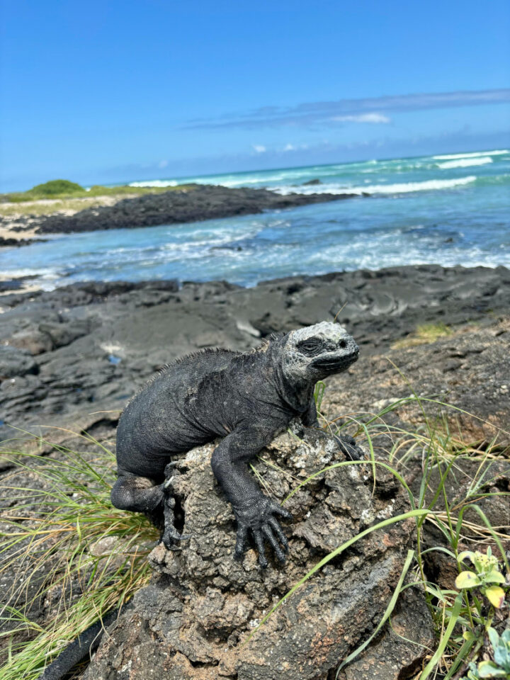 visiter Isabela en famille galapagos