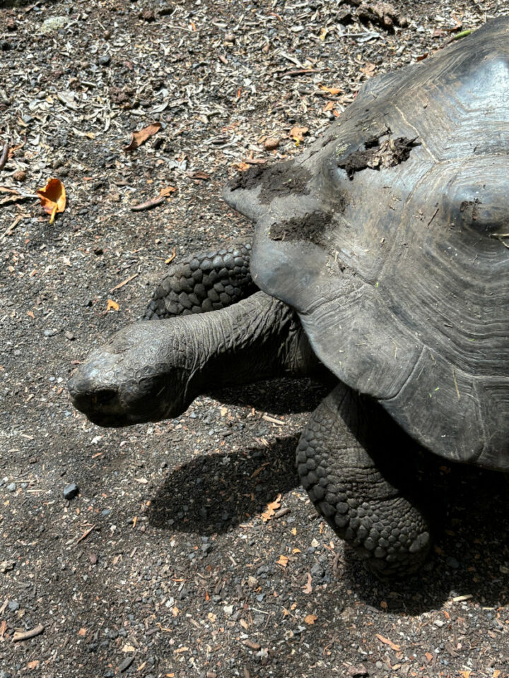 visiter Isabela en famille 12 Parents-voyageurs-Blog & podcast