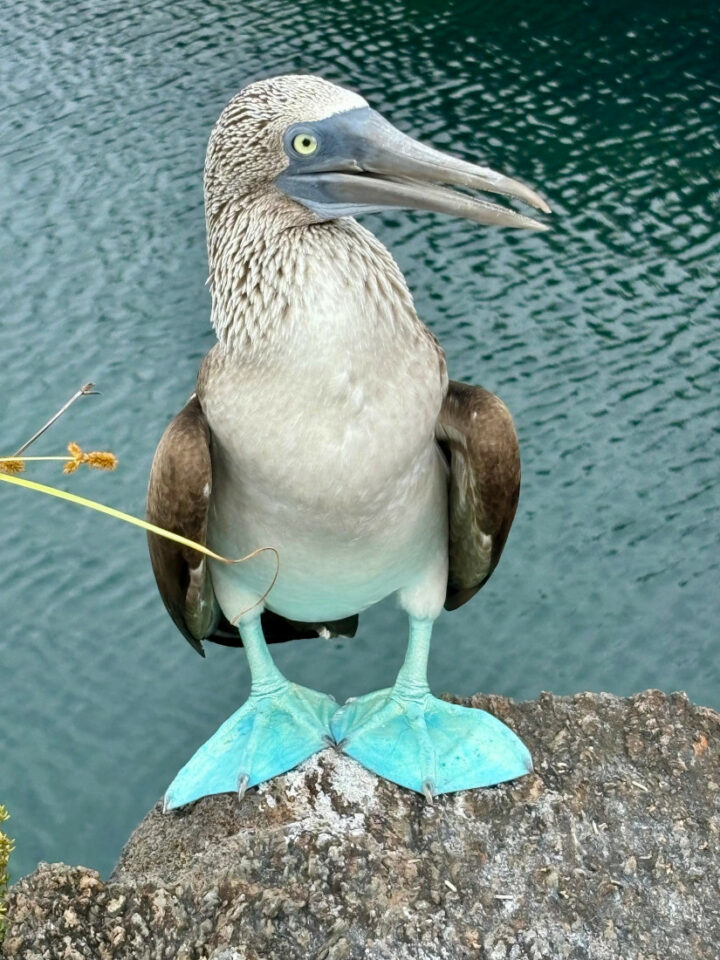 visiter Isabela en famille galapagos