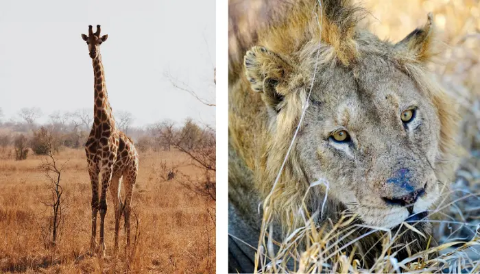 affrique du sud en famille