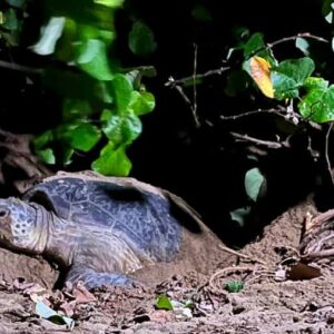Bloqués par les eaux à Sukamade - Mama tortue - couv