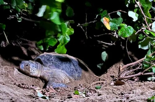 Bloqués par les eaux à Sukamade - Mama tortue - couv