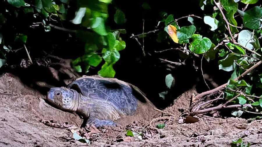 Moments forts #5 – Bloqués par les eaux à Sukamade en Indonésie, par Nadia