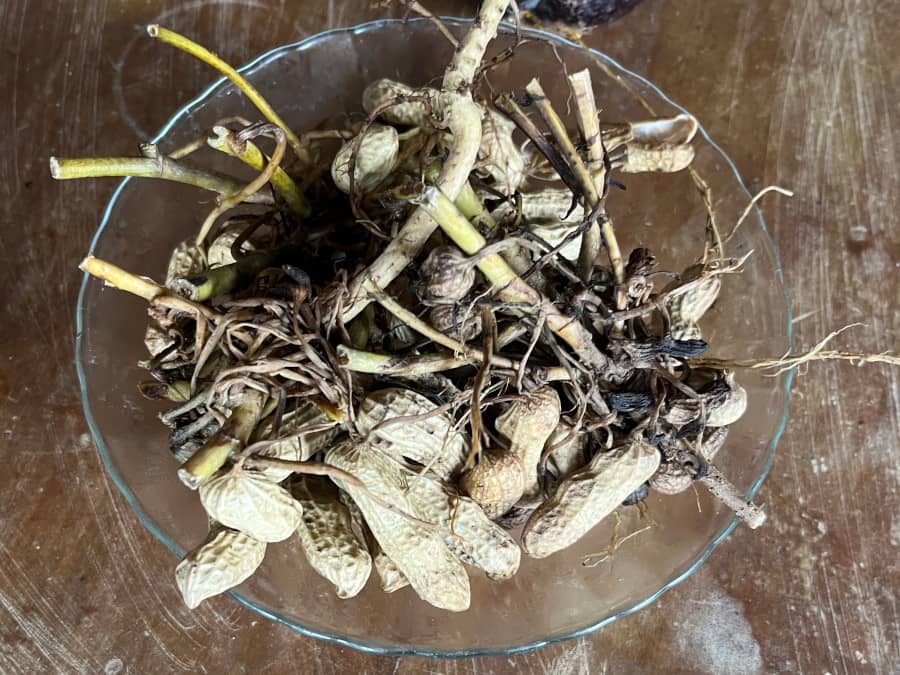 Bloqués par les eaux à Sukamade - Nos cacahuetes pour patienter