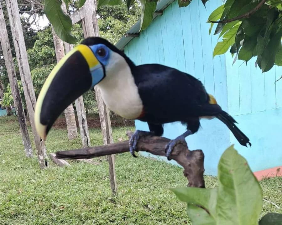 immersion en amazonie