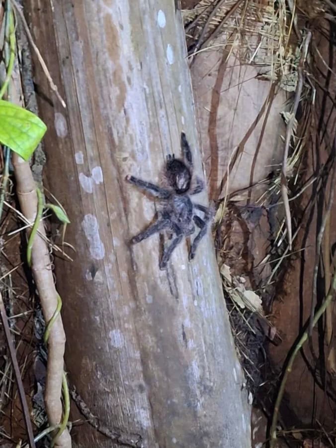 immersion en amazonie