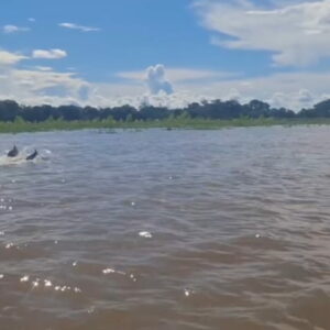 immersion en amazonie