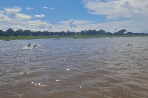 immersion en amazonie
