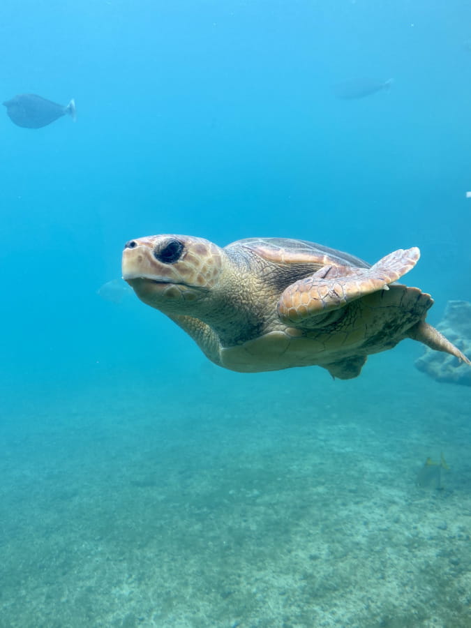 visiter la reunion en famille - couv