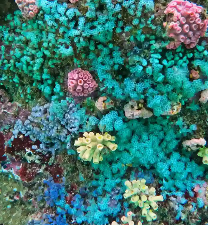 quelles iles visiter aux raja ampat