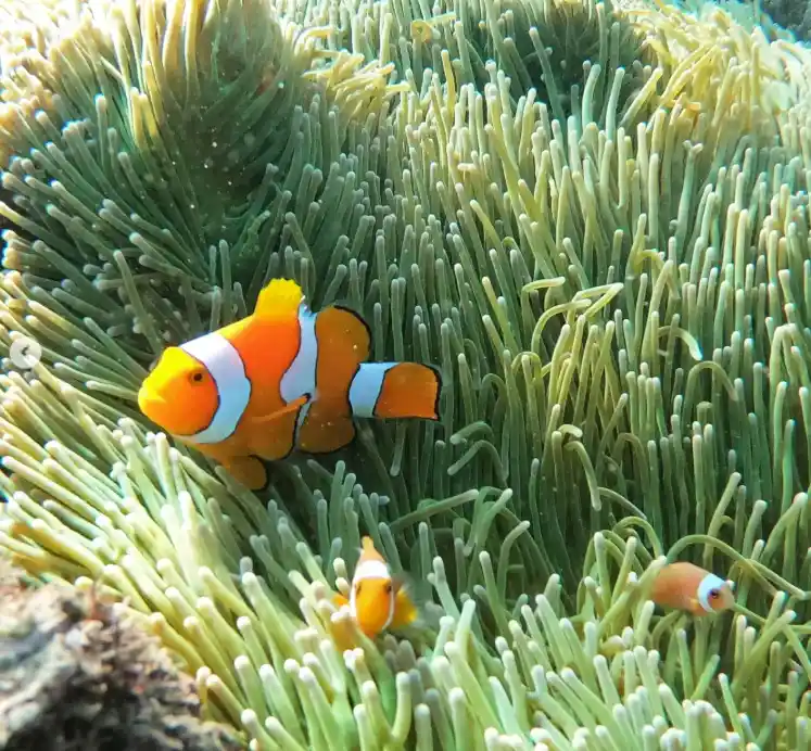 quelles iles visiter aux raja ampat